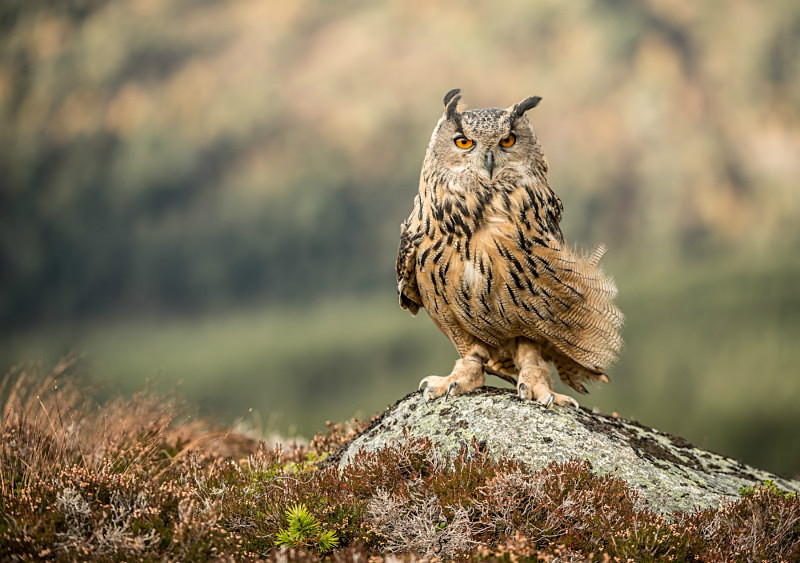  - UK Wildlife