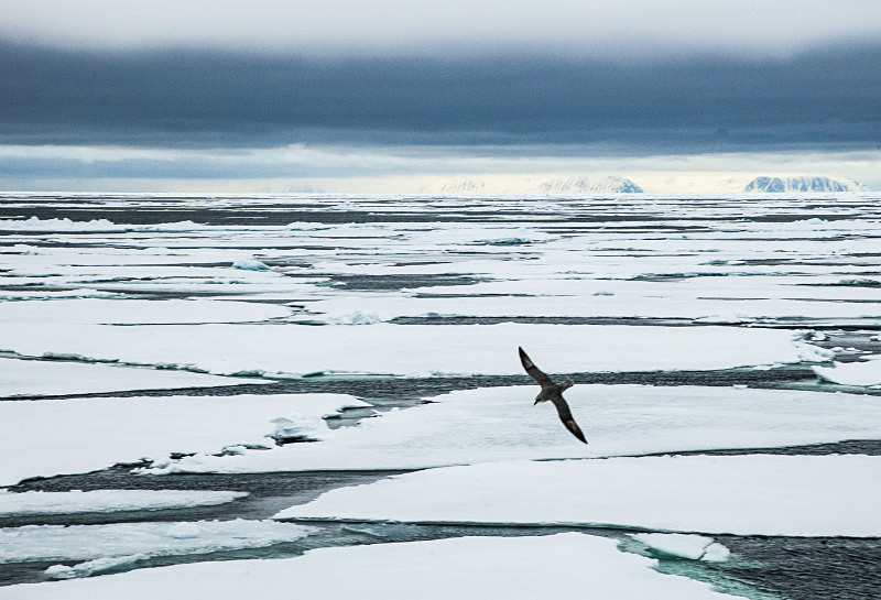  - Arctic