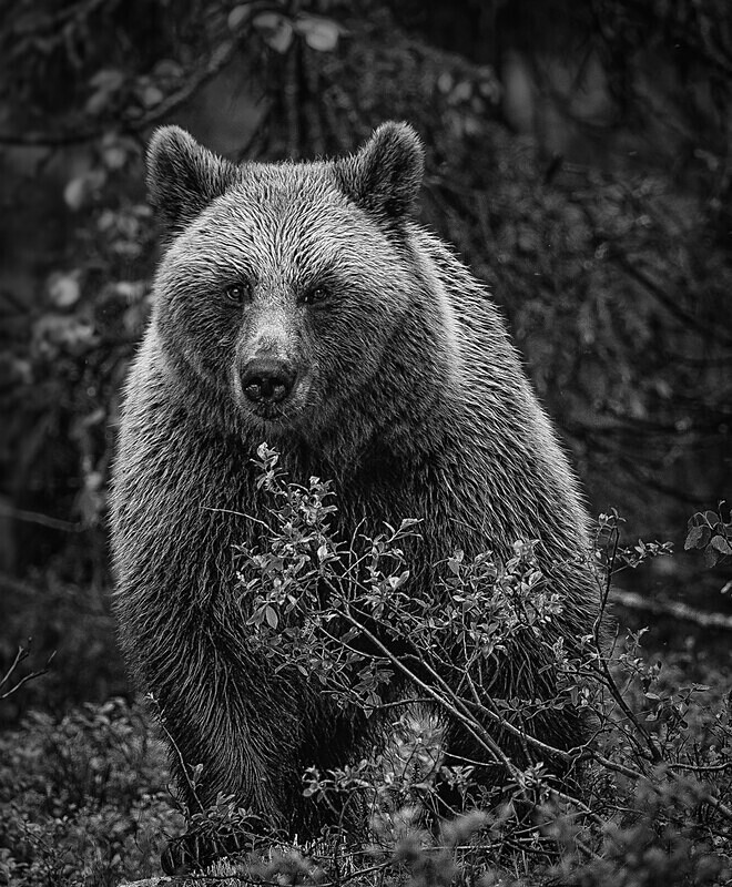  - Monochrome Selection