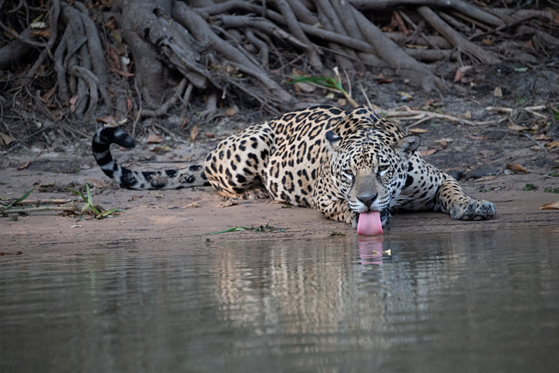  - Pantanal