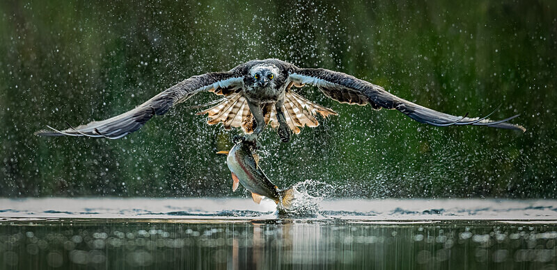  - UK Wildlife