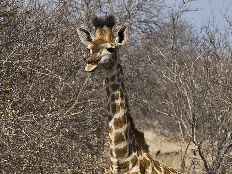  - South Africa