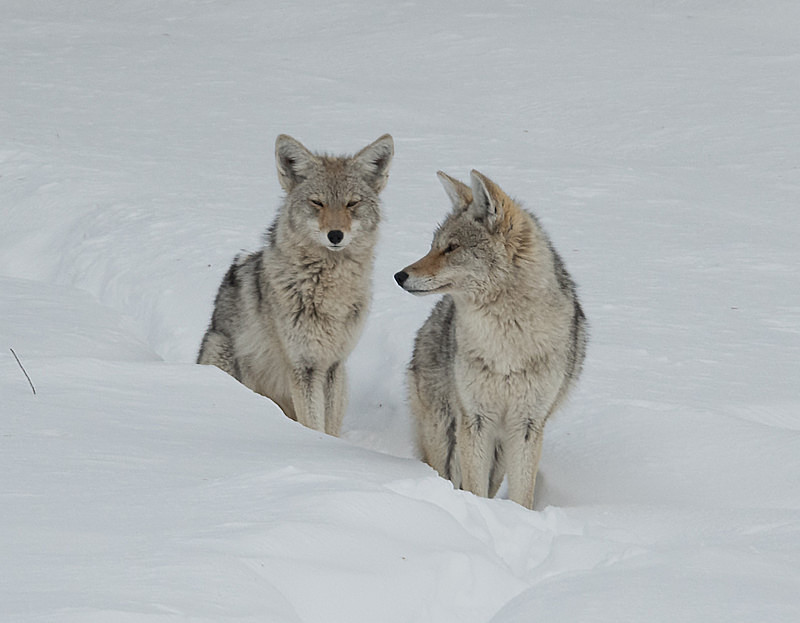  - Yellowstone
