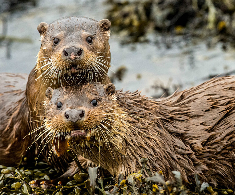  - UK Wildlife