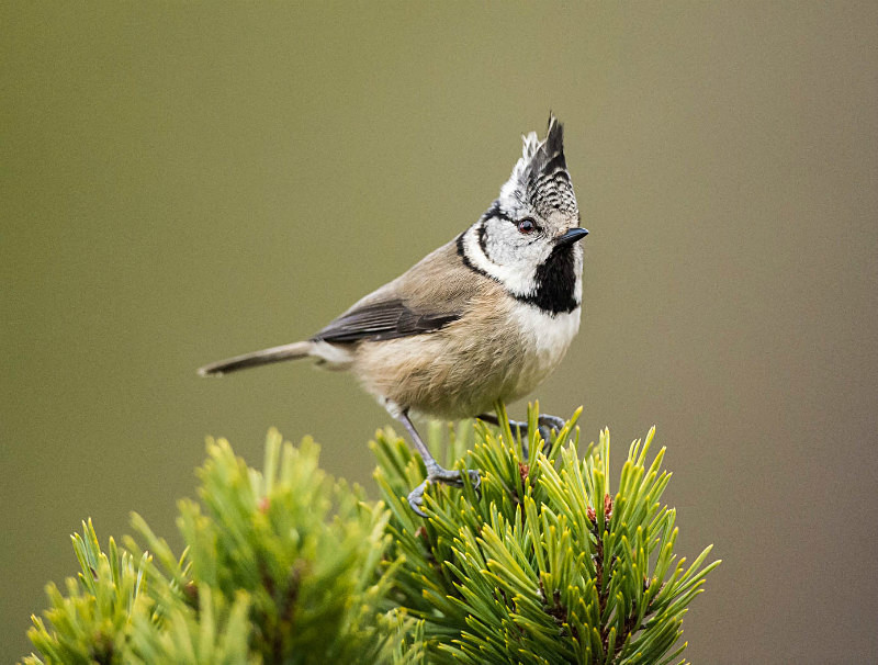  - UK Wildlife