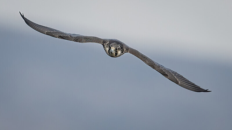 - UK Wildlife