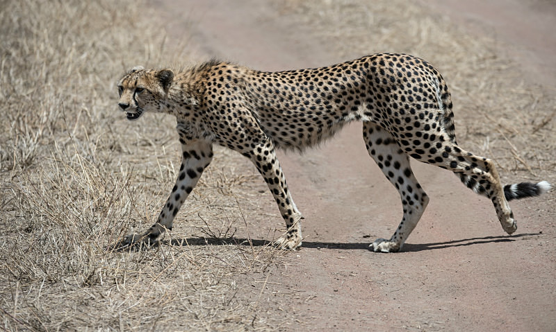  - Tanzanian