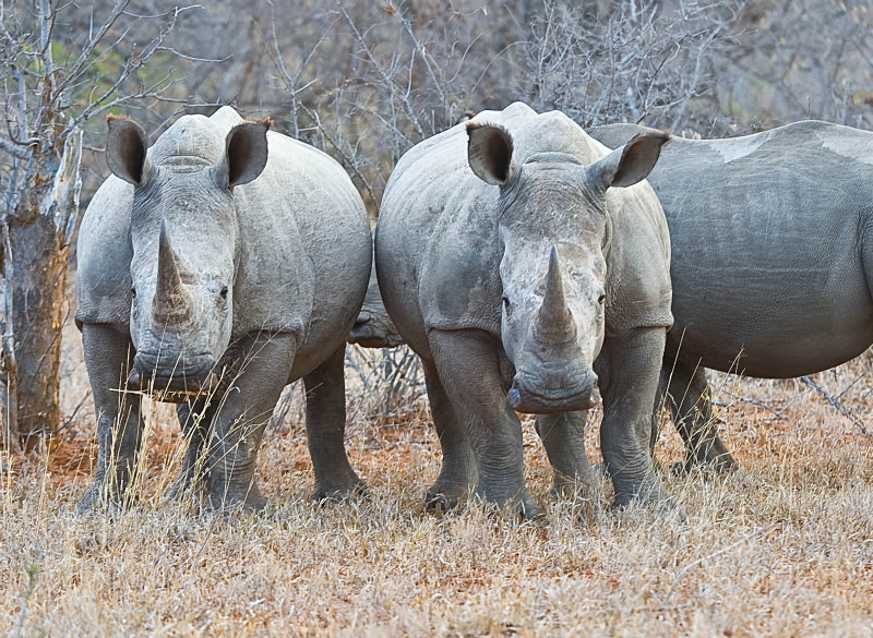  - South Africa