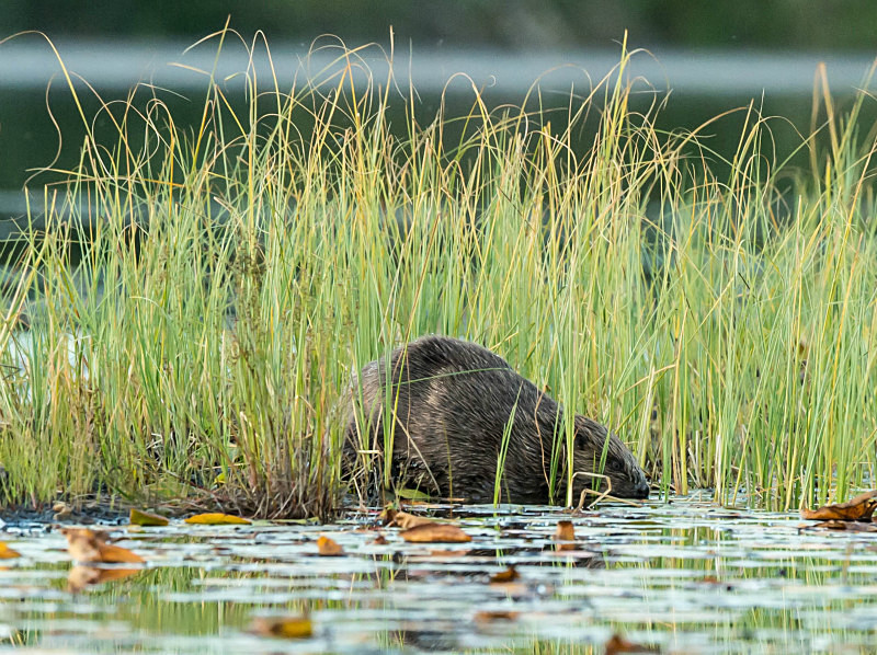  - UK Wildlife