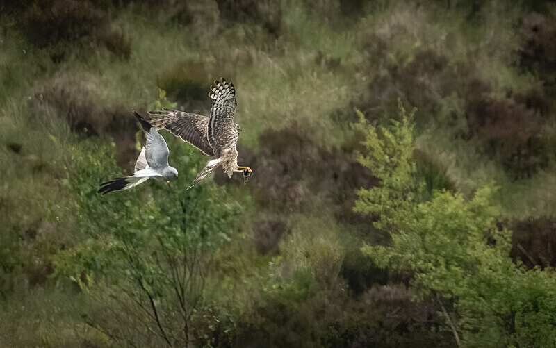  - UK Wildlife