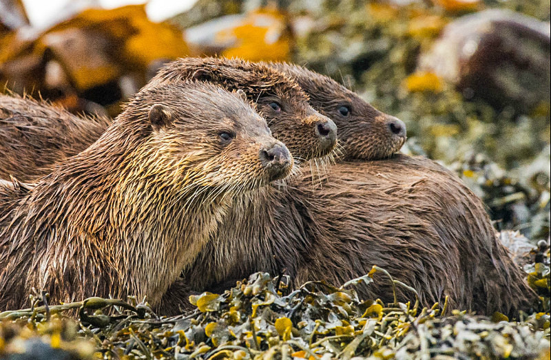  - UK Wildlife