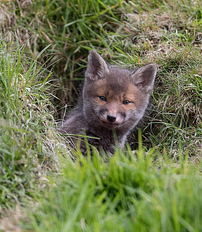  - UK Wildlife