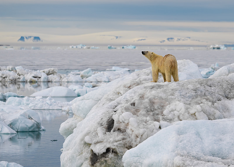  - Arctic