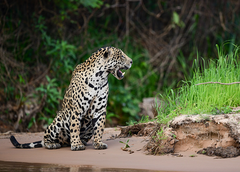  - Pantanal