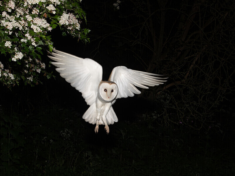  - UK Wildlife