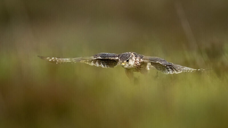  - UK Wildlife