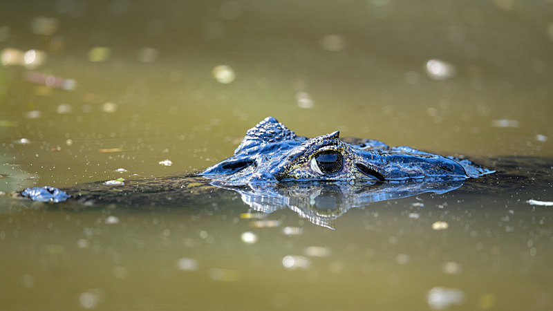  - Pantanal