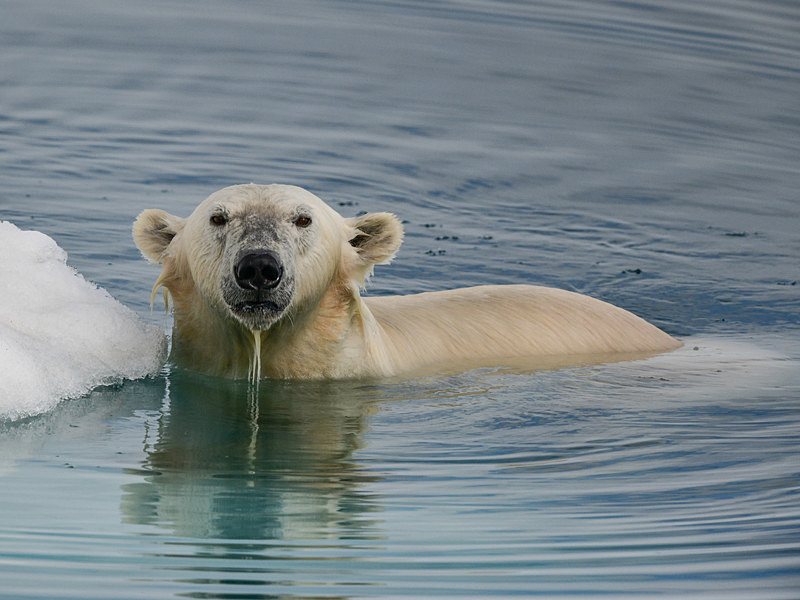  - Arctic