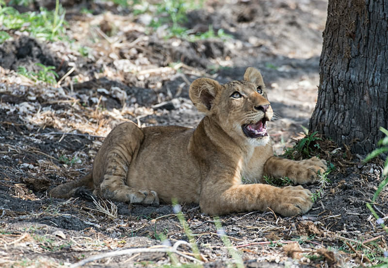  - Tanzanian