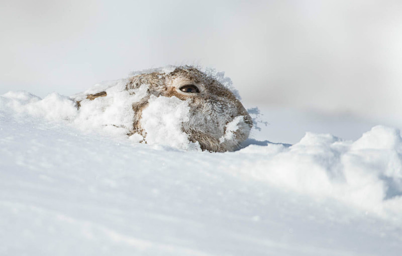  - UK Wildlife
