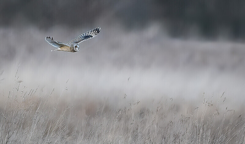  - UK Wildlife
