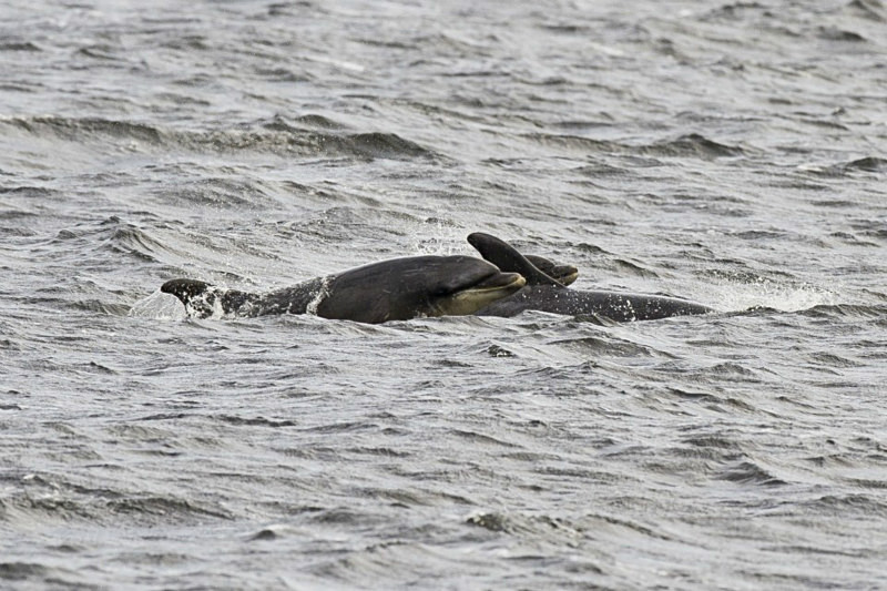  - UK Wildlife