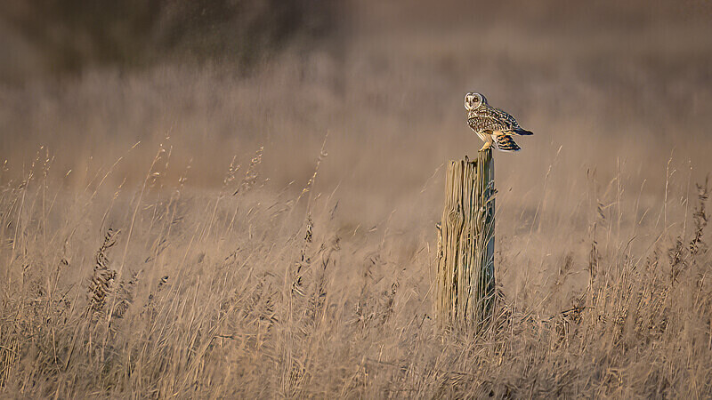  - UK Wildlife