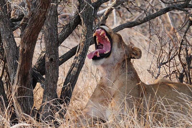  - South Africa