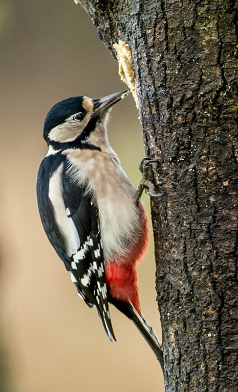  - UK Wildlife