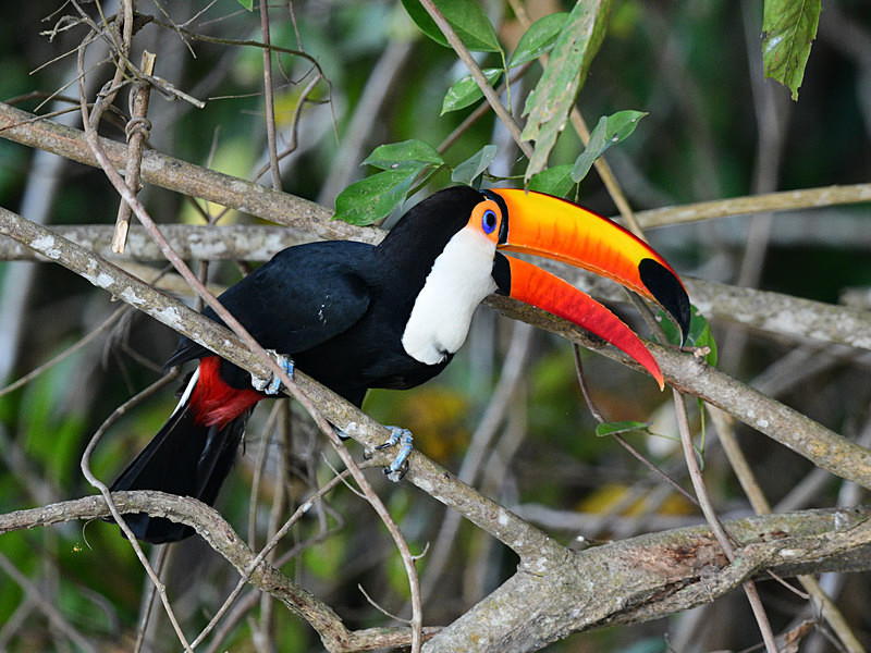  - Pantanal