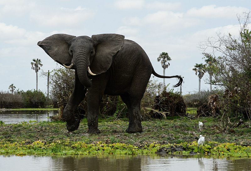  - Tanzanian
