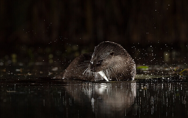  - UK Wildlife