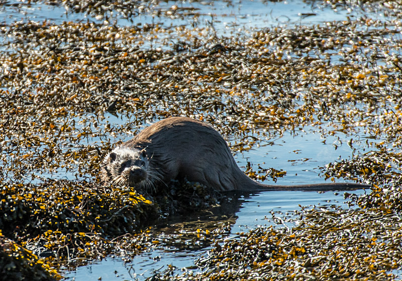  - UK Wildlife