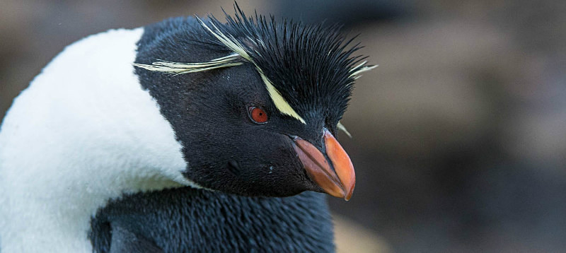  - South Georgia and the Falklands
