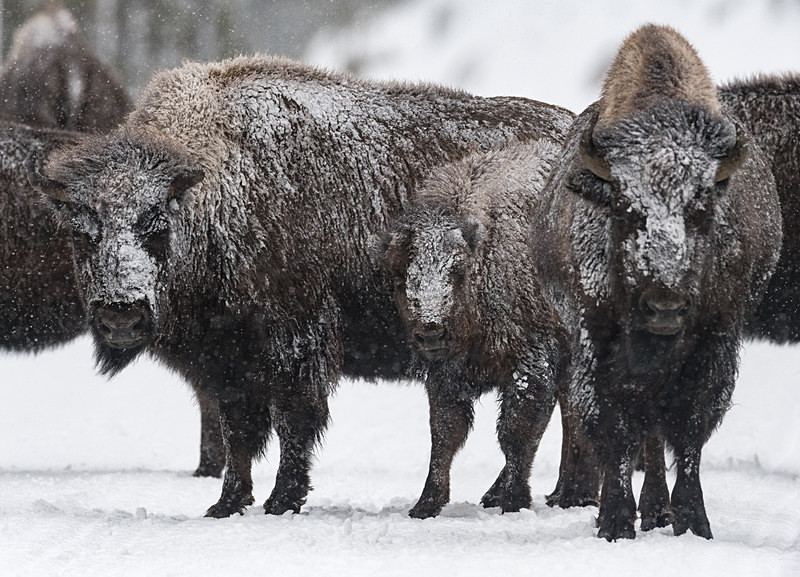  - Yellowstone