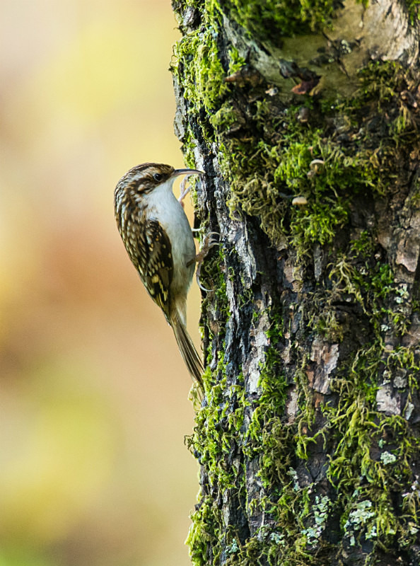  - UK Wildlife