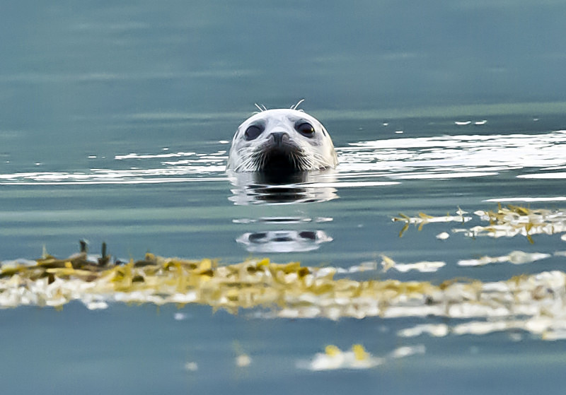  - UK Wildlife