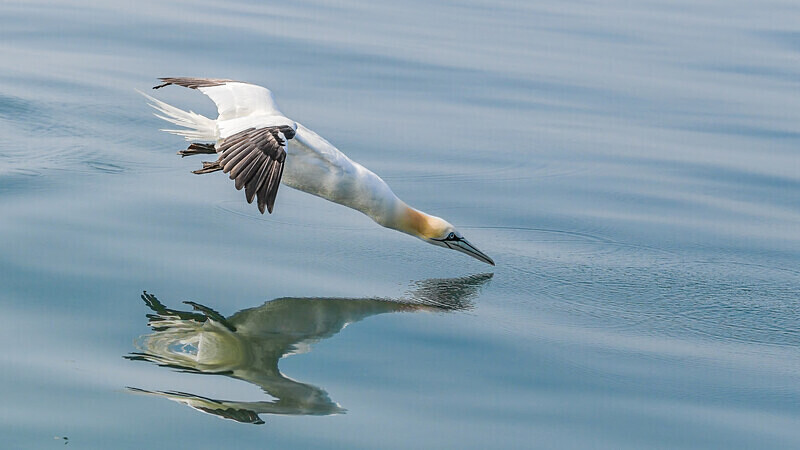  - UK Wildlife
