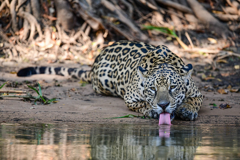  - Pantanal