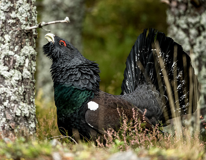  - UK Wildlife