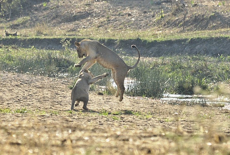  - South Africa