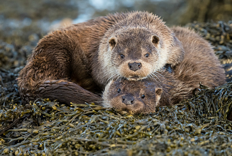  - UK Wildlife