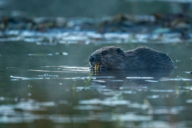  - UK Wildlife