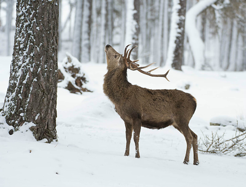  - UK Wildlife
