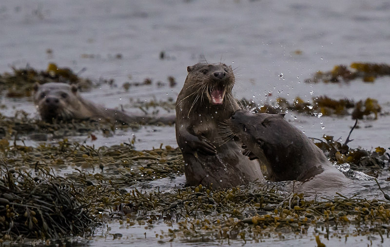  - UK Wildlife
