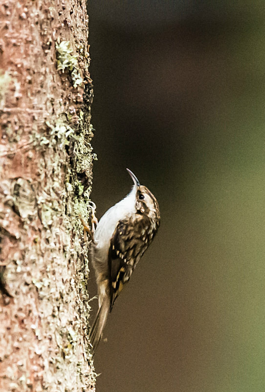  - UK Wildlife