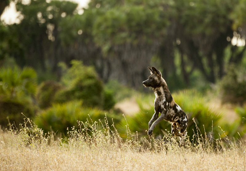 Wild dog - Tanzanian