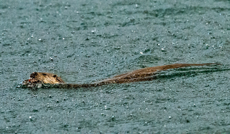  - UK Wildlife
