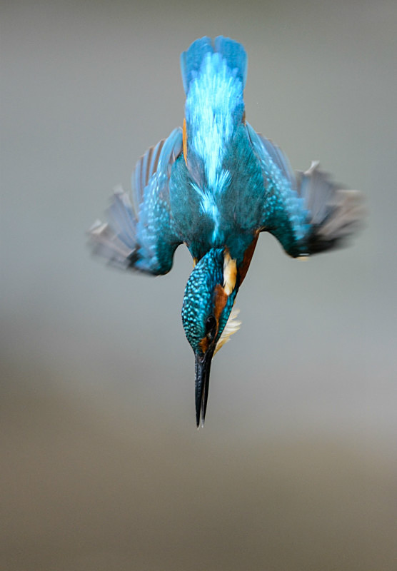 - UK Wildlife