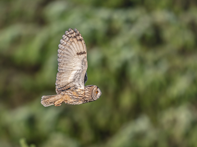  - UK Wildlife